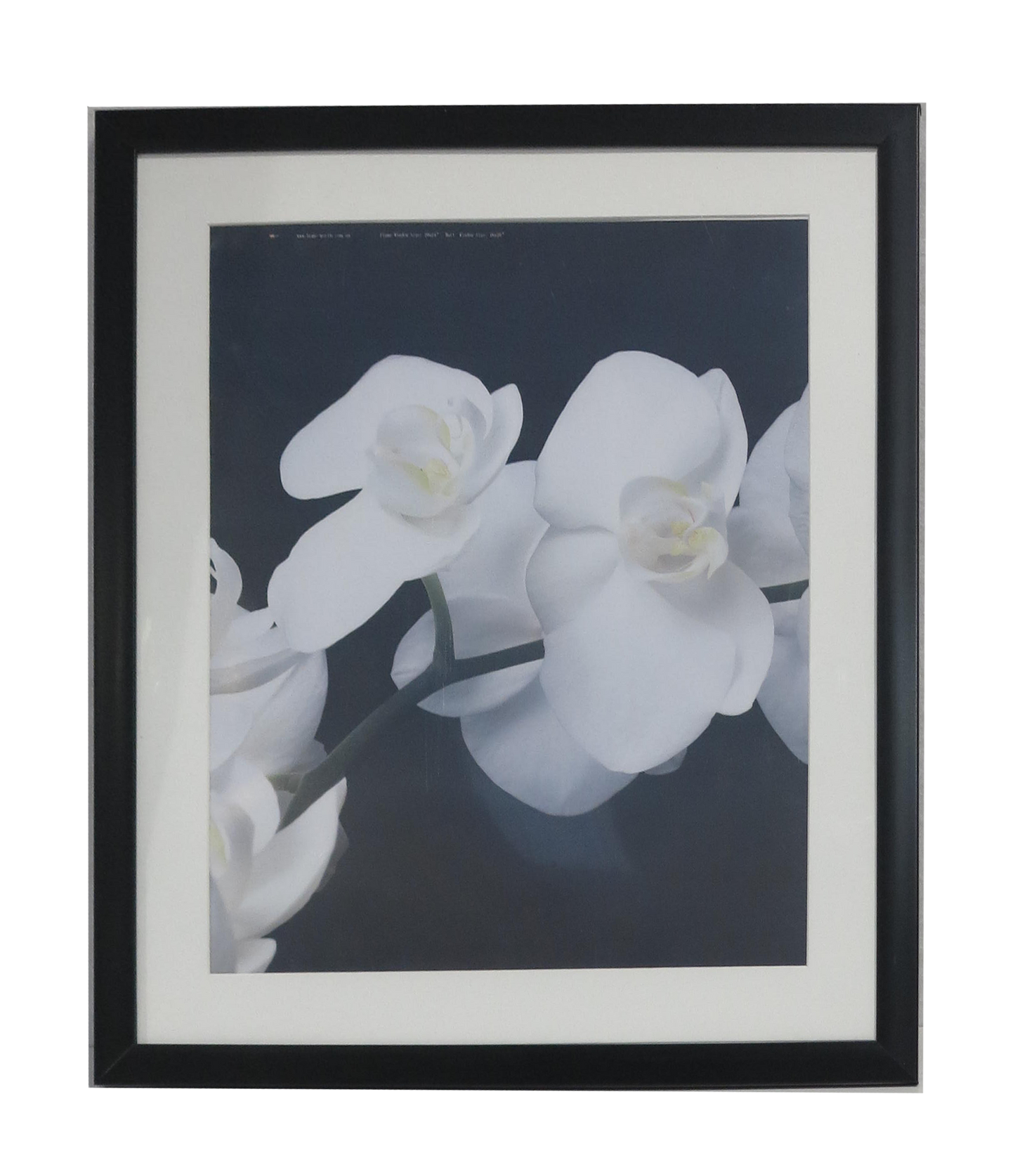 Homeworth Photo Frames - Certificate Series without Mat Border - White, Black or Timber - A4 A3 A2 4X6 5X7 8X10 11X14 12X16 16X20 20X24 24X36 - Babyworth
