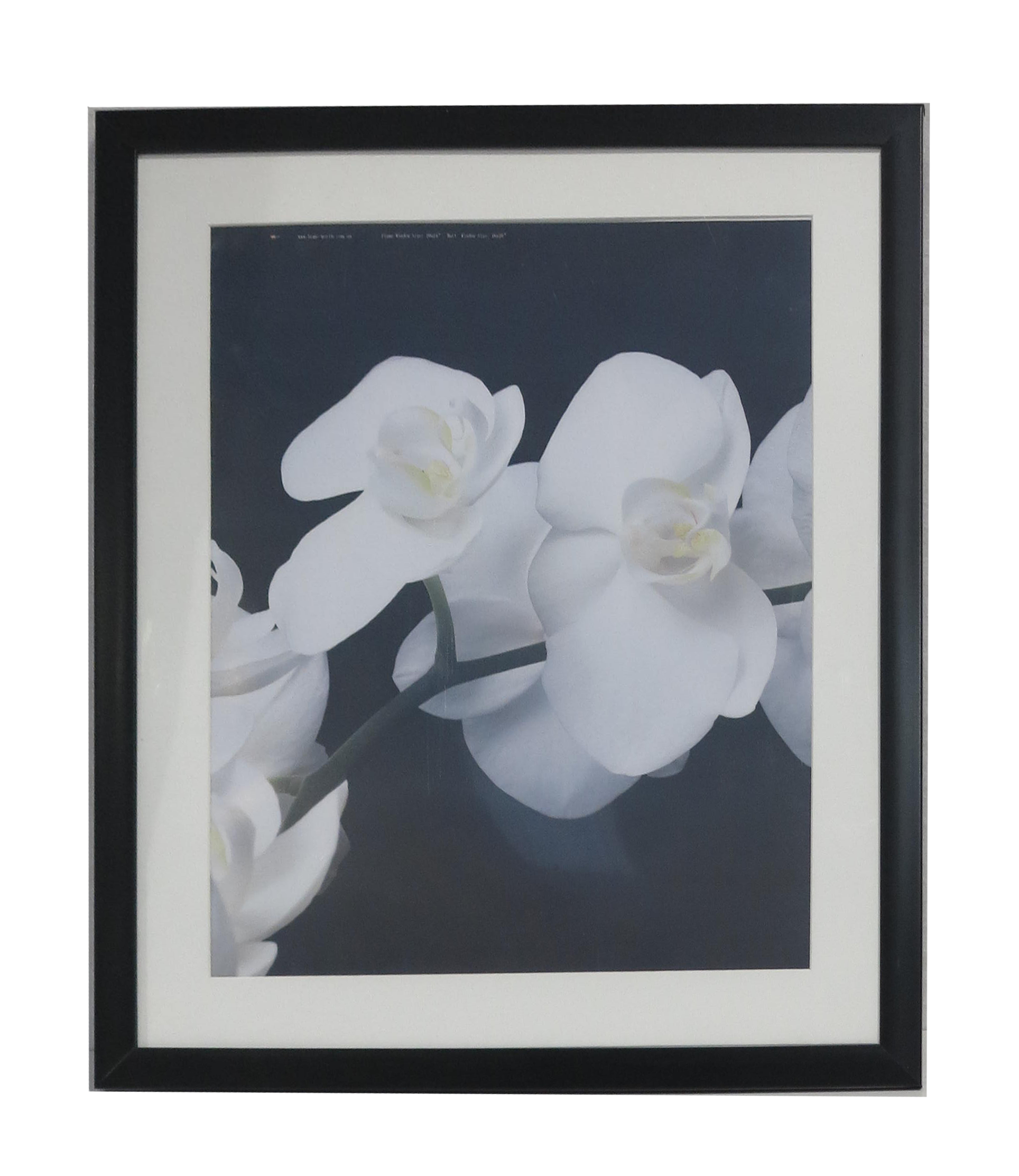 Homeworth Photo Frames - Certificate Series without Mat Border - White, Black or Timber - A4 A3 A2 4X6 5X7 8X10 11X14 12X16 16X20 20X24 24X36 - Babyworth