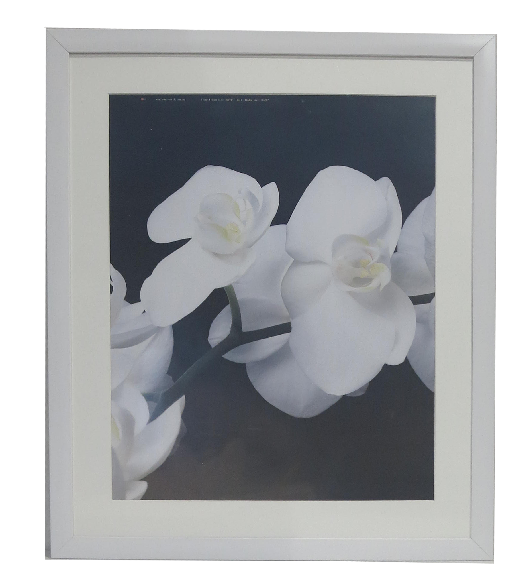 Homeworth   Photo Frames Certificate Frames Series White / Black / Timber - Babyworth