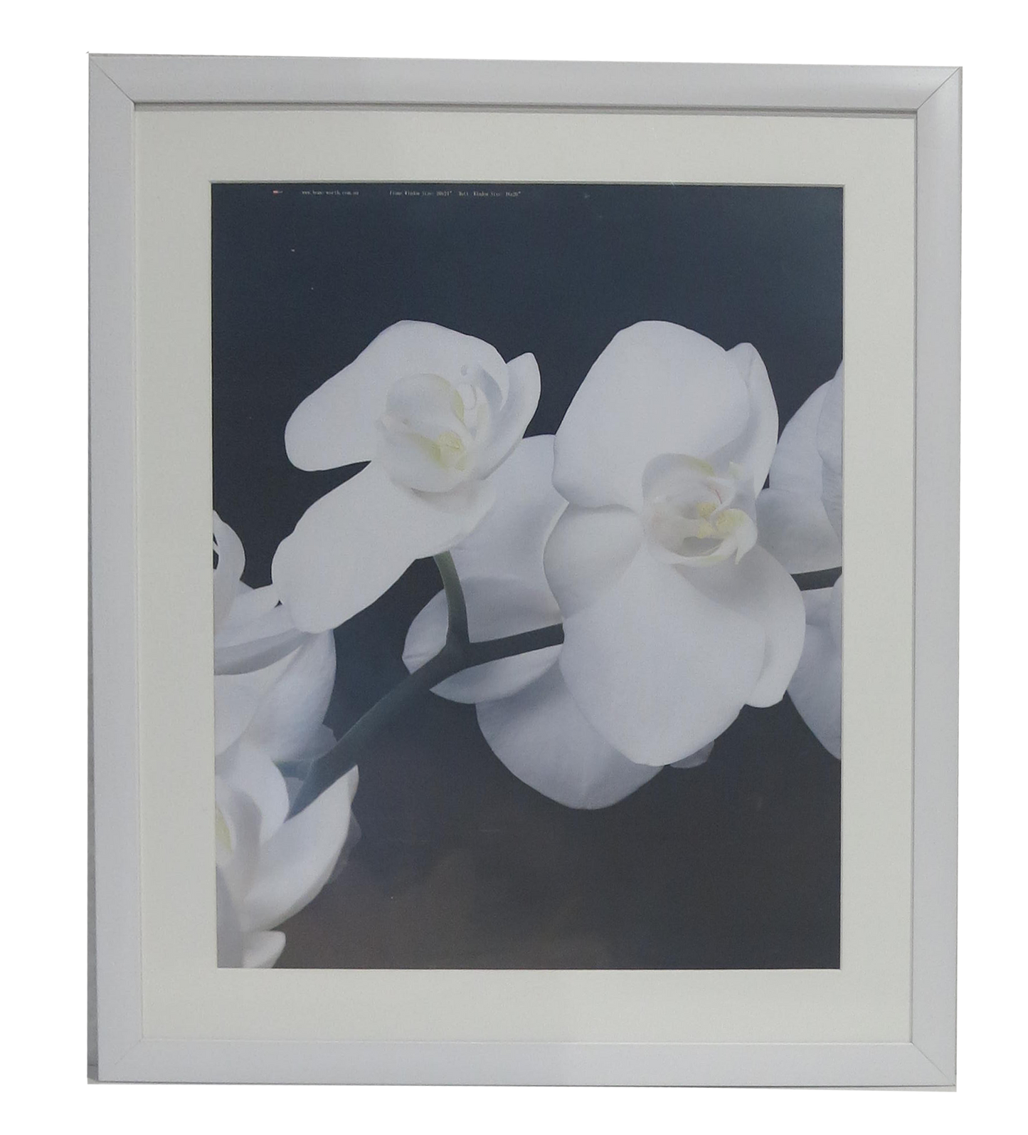 Homeworth Photo Frames - Certificate Series without Mat Border - White, Black or Timber - A4 A3 A2 4X6 5X7 8X10 11X14 12X16 16X20 20X24 24X36 - Babyworth